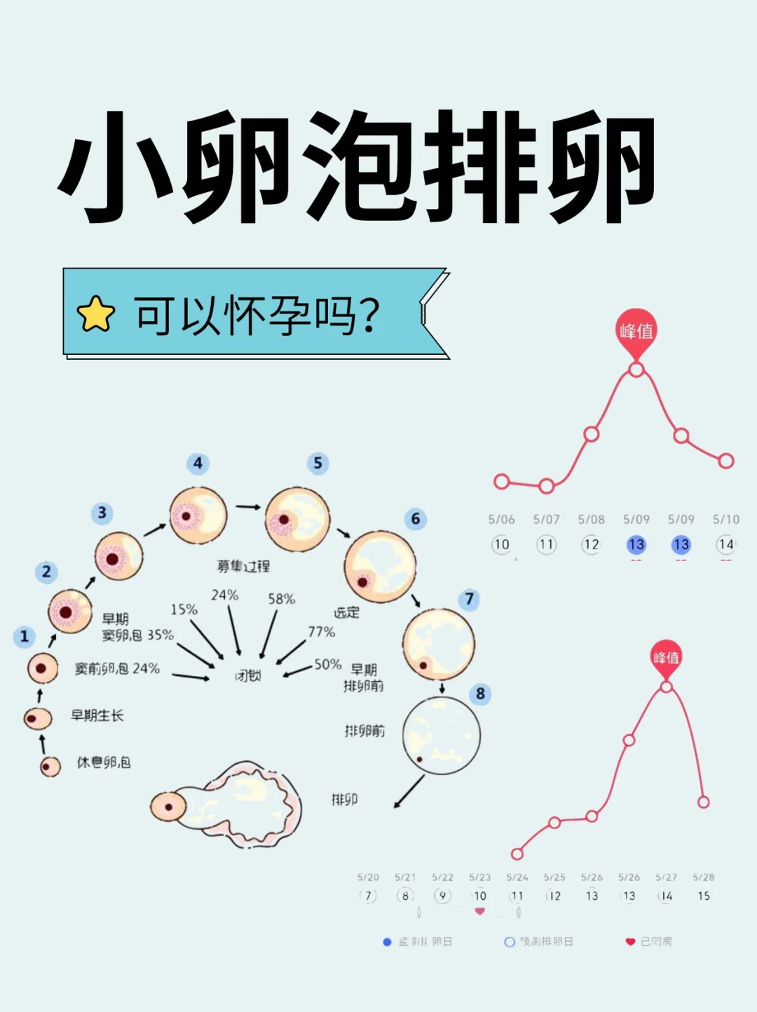 小卵泡也会排❓可以怀孕吗❓,代孕有限公司费用_国内本地供卵医院