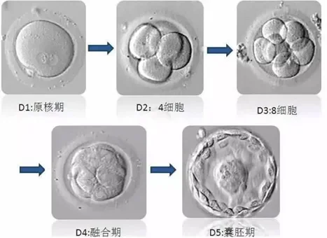 准备做试管了？试管婴儿“行话”大全请接收,国内供精试管医院哪家好_试管代孕哪家医院